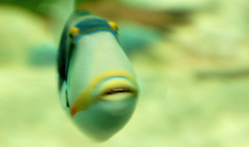 strange fish