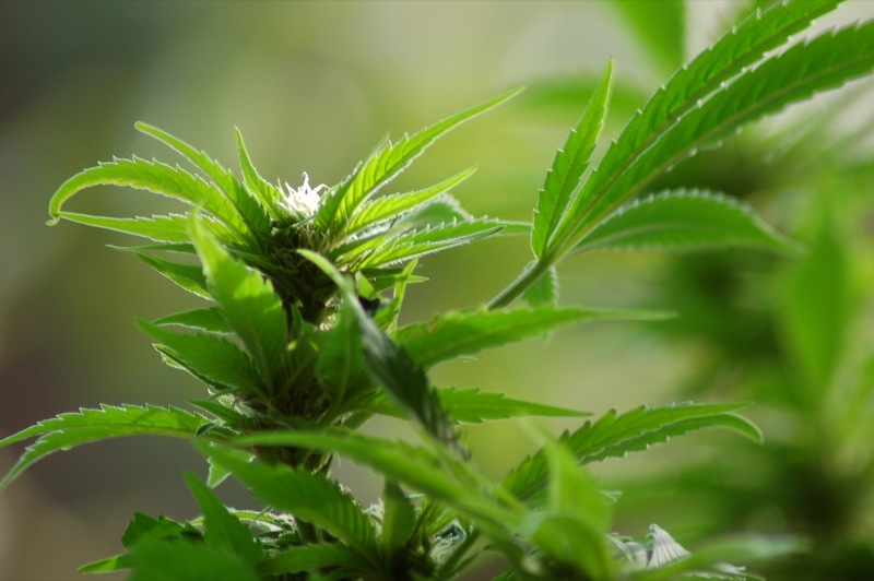 cannabis headline