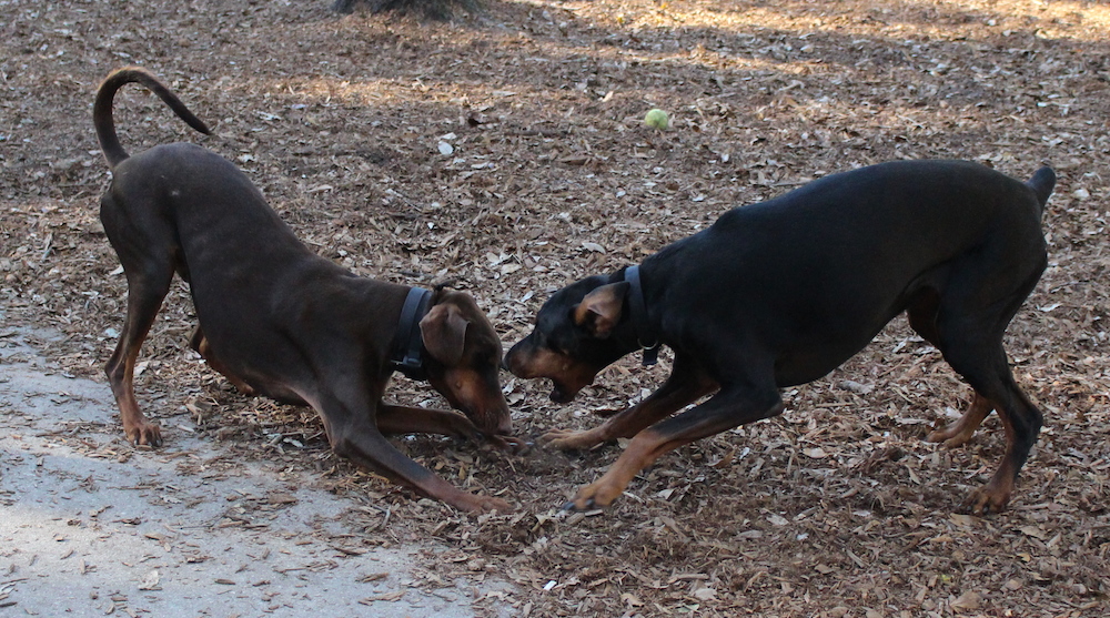 black dog